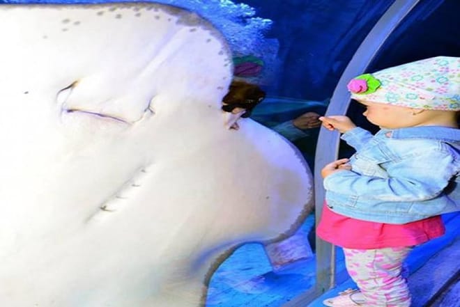 Hurghada Grand Aquarium Trip