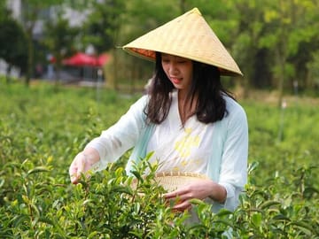 Authentic Hangzhou Longjing Tea Culture Experience Tour