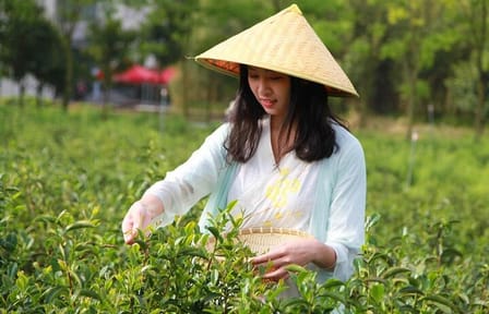 Hangzhou Longjing Tea Culture and Picking Experience Tour