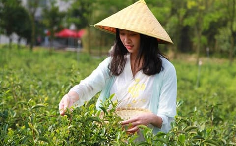 Hangzhou Longjing Tea Culture and Picking Experience Tour