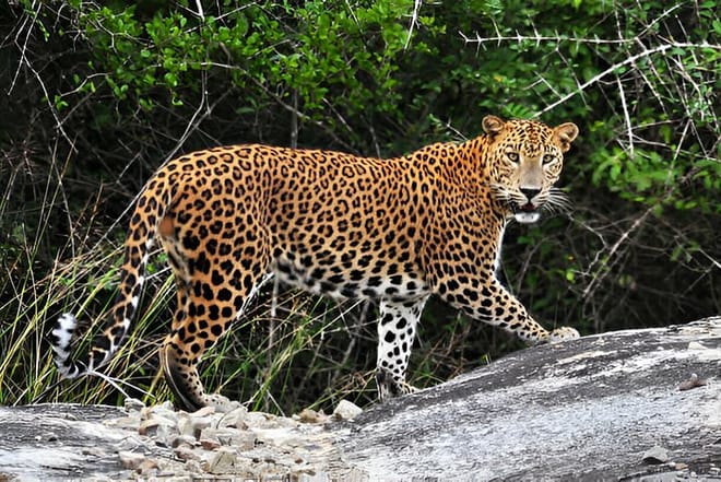 Wilpattu Half Day Safari from Sigiriya  7