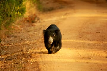 Yala National Park Safari from Ella
