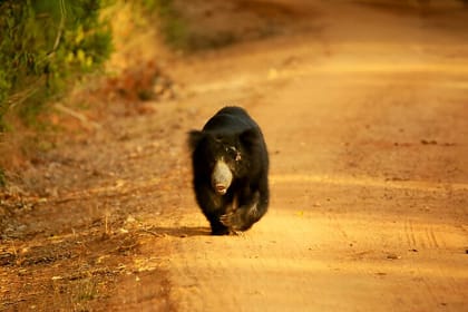 Yala National Park Safari from Ella