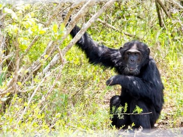 Full-Day Safari at Ol Pejeta Conservancy from Nairobi