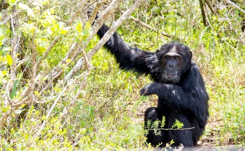 Full-Day Safari at Ol Pejeta Conservancy from Nairobi
