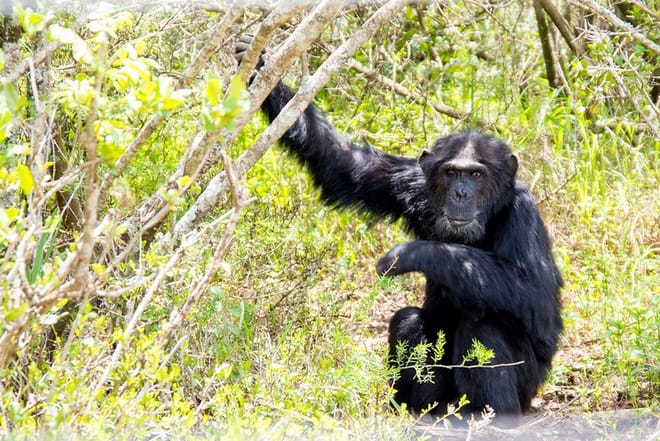 1-Day Ol Pejeta Conservancy Safari photo 3
