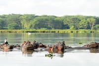 Lake Naivasha Hippos