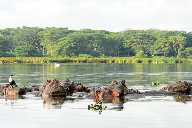 Lake Naivasha Hippos