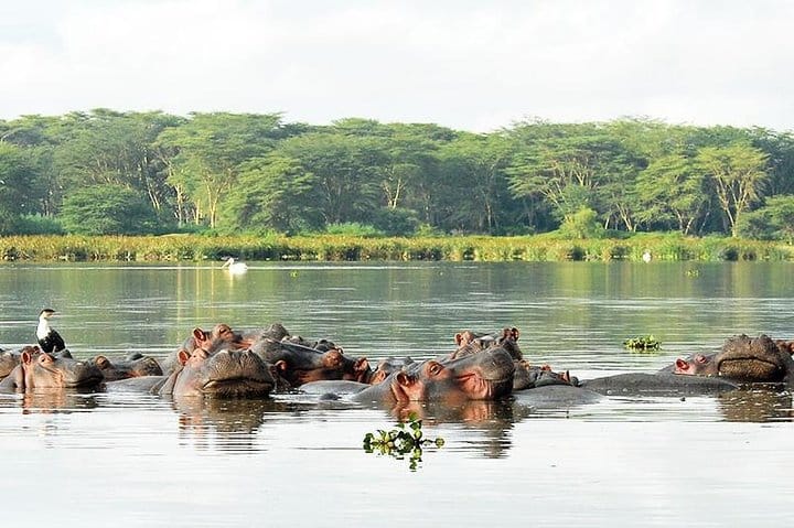 Lake Naivasha Hippos