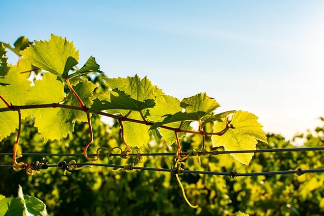 Willamette Wine Tour from Newberg (Tasting Fees Included) - Photo 1