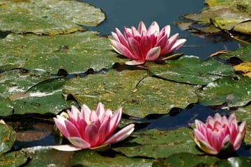 Day Trip to Giverny: Explore Monet's Residence from Paris
