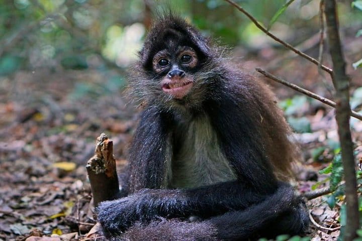 Tour of the monkey sanctuary from Johannesburg
