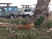 4-Day Tanzania Group Safari Tarangire, Serengeti & Ngorongoro Crater – The Ultimate Shared Safari Adventure 6