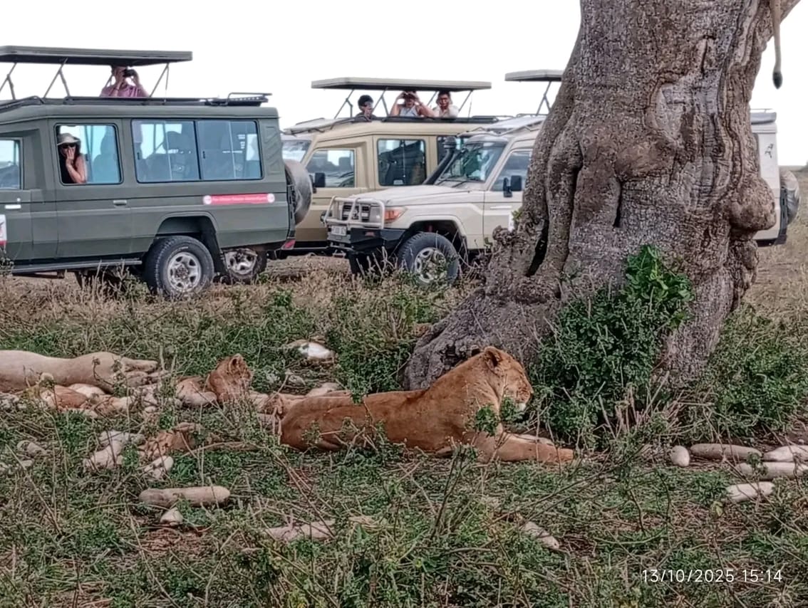4-Day Tanzania Group Safari Tarangire, Serengeti & Ngorongoro Crater – The Ultimate Shared Safari Adventure 6