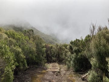 Hiking and Birdwatching in Fanal Forest, Portugal