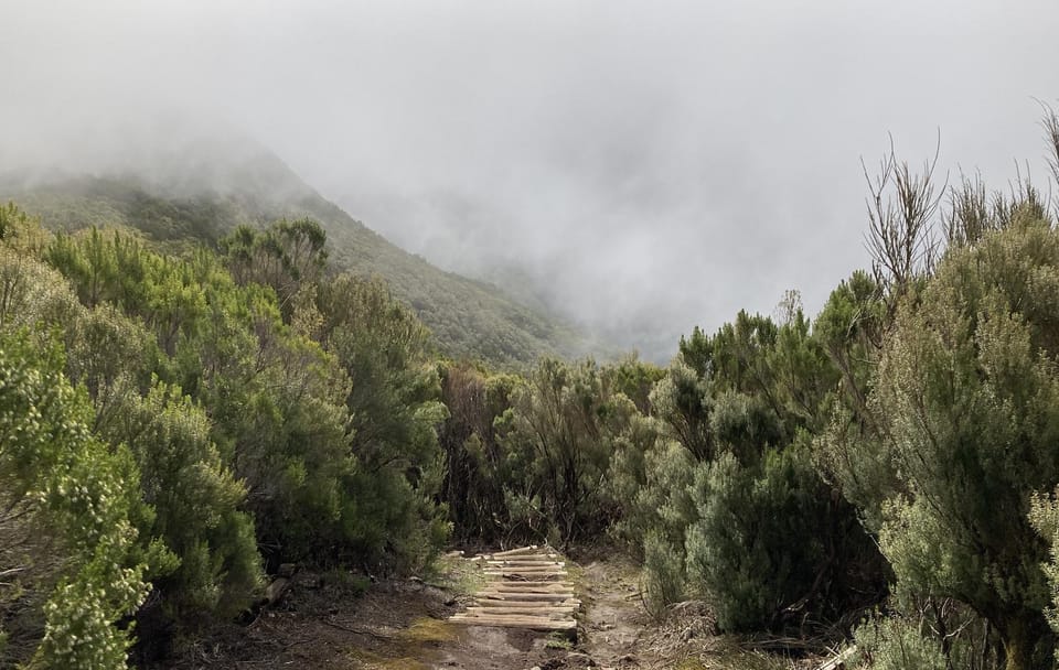 Hiking and Birdwatching in Fanal Forest, Portugal