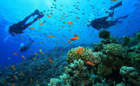 Scuba Diving and Snorkeling Adventure in Side, Türkiye