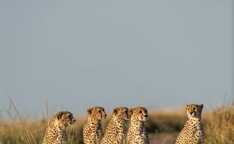 Golf and Safari – Group Package (6 Nights)