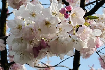 Vancouver City Tour with Cherry Blossom Festival Private