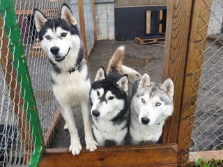 Siberian Husky Kennel Visit, photo 9