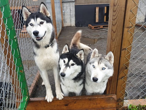 Siberian Husky Kennel Visit, photo 9
