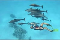 Private Speed Boat to DOLPHINS House &amp; Water activities -HURGHADA