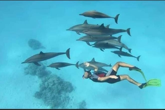 Private Speed Boat to DOLPHINS House &amp; Water activities -HURGHADA