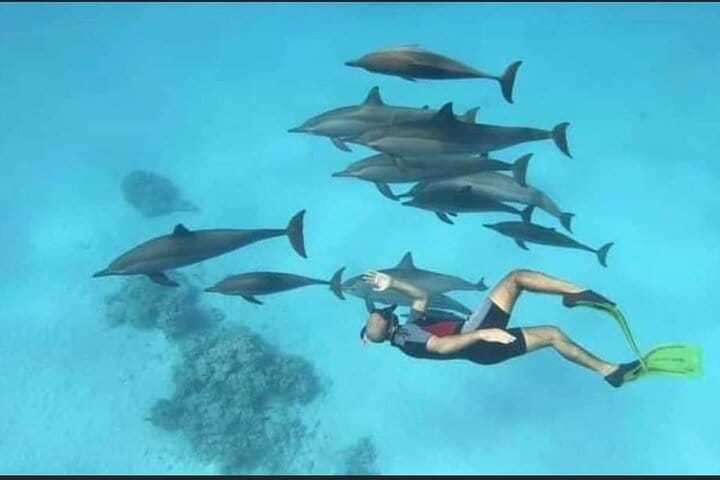 Private Speed Boat to DOLPHINS House &amp; Water activities -HURGHADA
