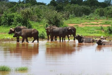 Full Day Private Tour to Tsavo East Park from Mombasa