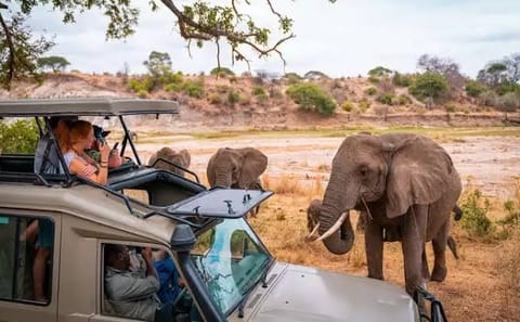 8 Days Tarangire to Ndutu & Serengeti – Wildebeest Calving & Big Game