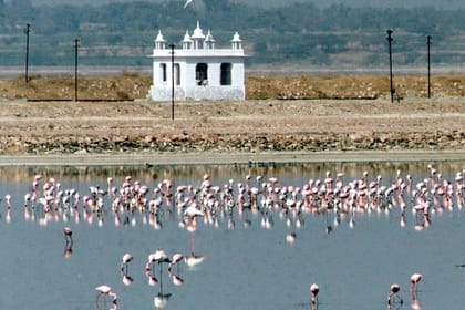 Sambhar Salt Lake day tour from Jaipur