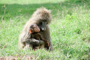 6 Days – Lake Manyara, Serengeti, Ngorongoro & Tarangire Safari