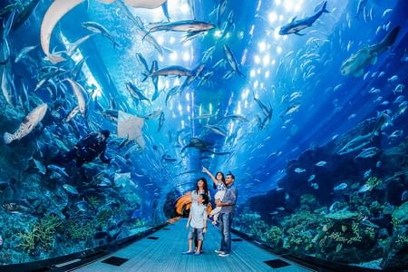 Dubai Mall Shopping, Underwater Aquarium & Zoo, Burj Khalifa 148th floor & Musical Fountain Show in Private Transfers