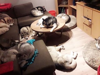 Husky Petting in Akureyri - Private experience, photo 13