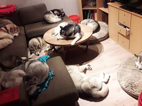 Husky Petting in Akureyri - Private experience, photo 13
