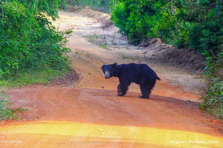 Day Trip to Nuwara Eliya with Kingfisher Tours