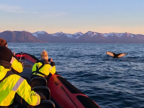 Big Whales & Puffins RIB boat tour, photo 4