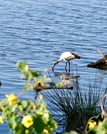 A waterbird foraging near the shoreline of Lake Duluti surrounded by natural flora.