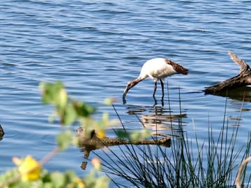 Bird watching on the quiet shores of Lake Duluti.