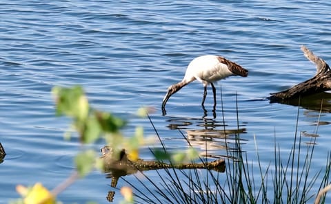 Arusha: Lake Duluti Canoeing | Bird Watching  | Nature Walk Day Tour
