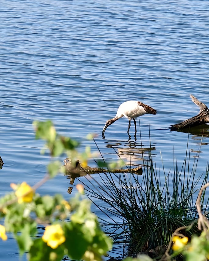 A waterbird foraging near the shoreline of Lake Duluti surrounded by natural flora.