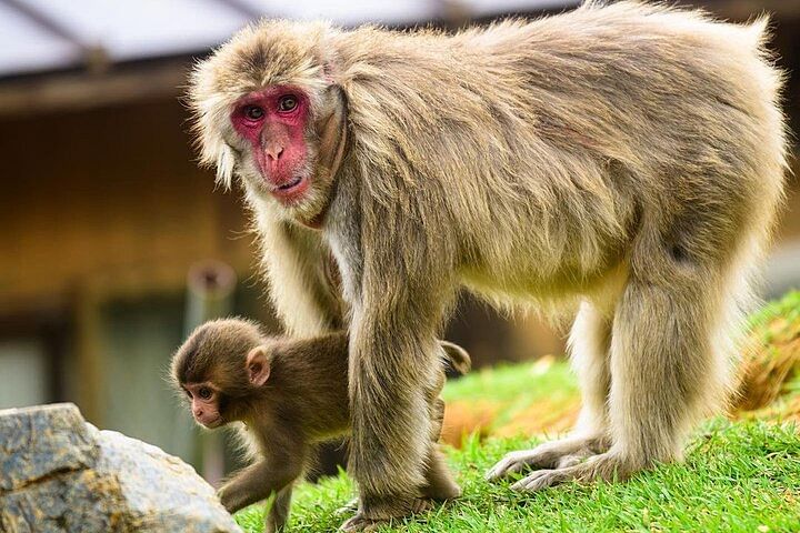 Arashiyama Walking Tour - Bamboo Forest, Monkey Park & Secrets