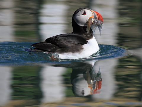 GG6 Puffins Exclusive, photo 3