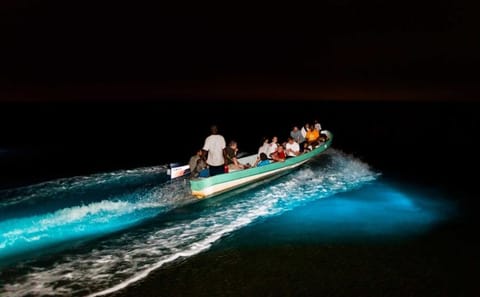 Bioluminescent Night Adventure in Hopkins, Belize