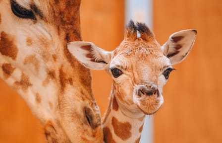 Nairobi Karen Blixen Giraffe Center Kobe Beads and KICC Tower