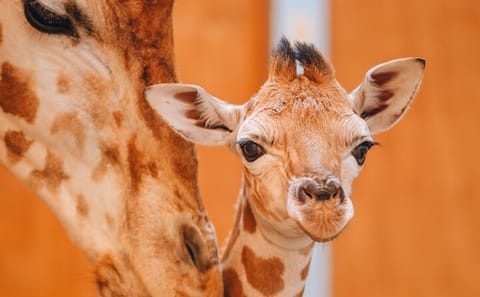 Nairobi Giraffe Center and Karen Blixen Museum Tour