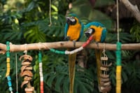 Bird Park