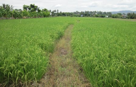 Half Day Rice Field Visions Guided Tour from Chiang Mai