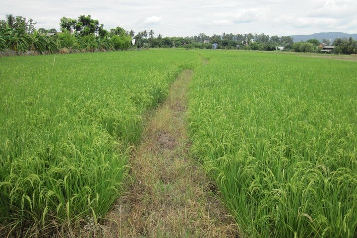 Half Day Rice Field Visions Guided Tour from Chiang Mai