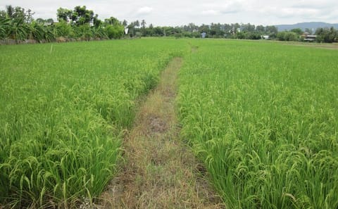 Guided Mountain Bike Tour of Chiang Mai's Rice Fields